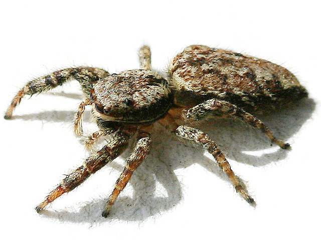 springspinne2