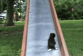 1274087544 cats-on-a-slide