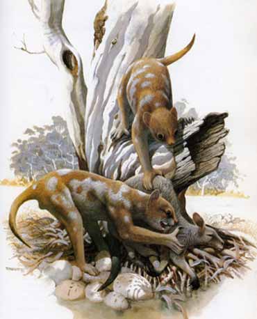 Thylacoleo-Frank-Knight-1980s-Oct-2011-t