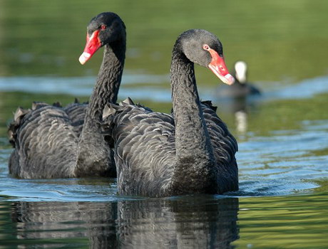 HWG00051-Trauerschwan