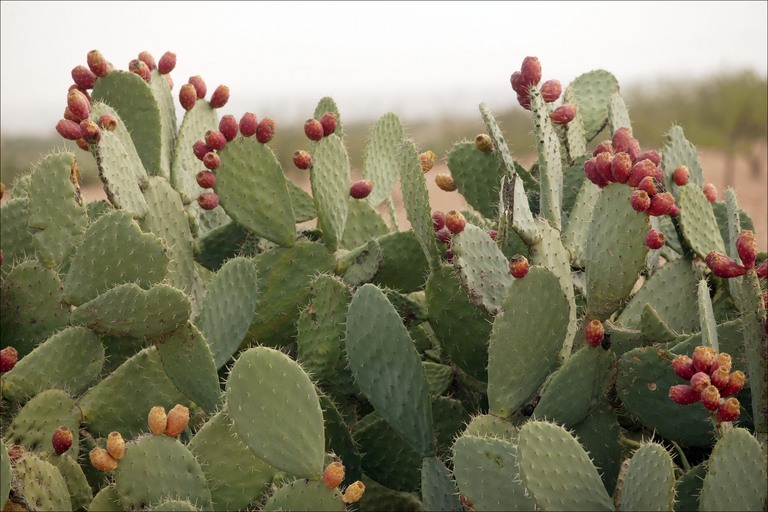 prickly pear cactus flowering