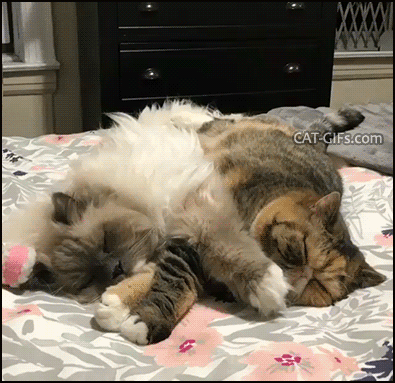 Cute-Cat-GIF-Two-fluffy-cats-sleeping-to