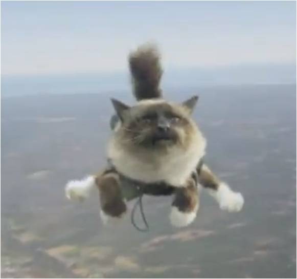 Bilder-Thread Skydivingcat