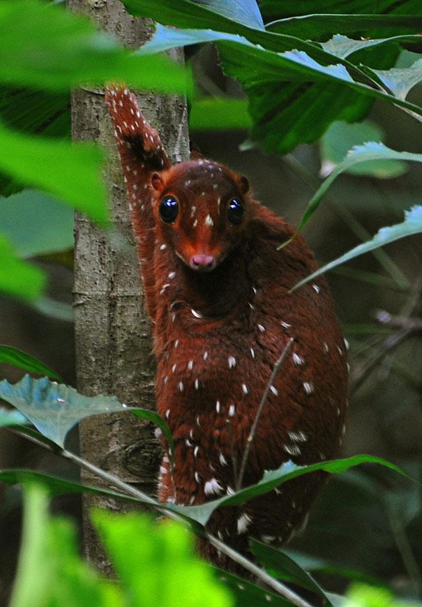 Bilder-Thread strange-animals-you-didnt-know-16