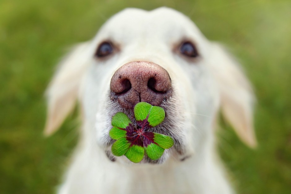 Die schönsten Tiere/Tierbilder der Welt hund-tierfotografie-hunde-hundefotografi