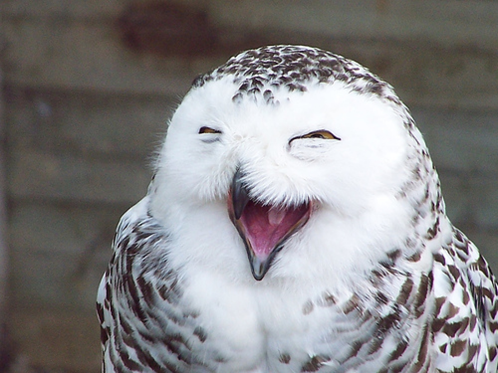 Bilder-Thread animal-funny-facebook-timeline-cover-cov