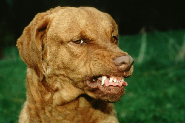 Chesapeake-Bay-Retriever