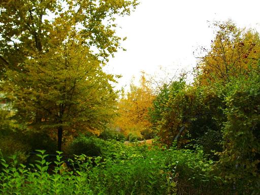 73c963 Herbstbilder 001 - Kopie