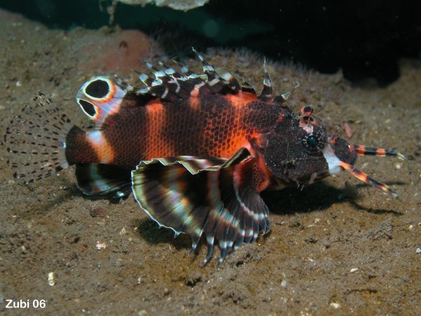 Dendrochirus biocellatus