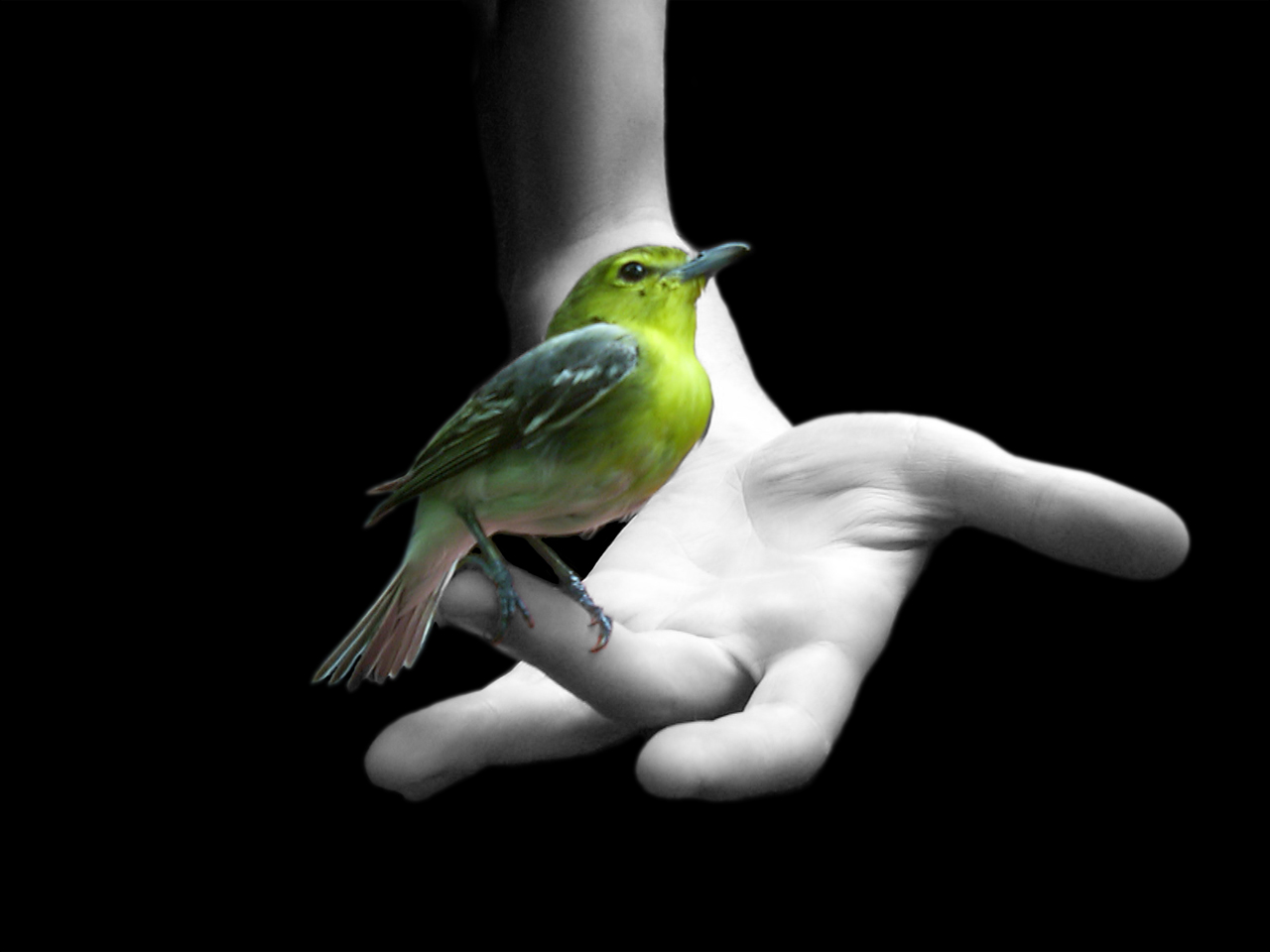 Bilder-Thread pajaro en la mano
