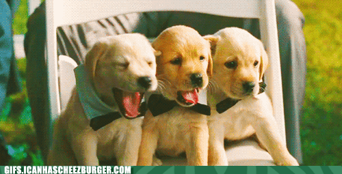 funny-animal-gifs-wedding-puppies