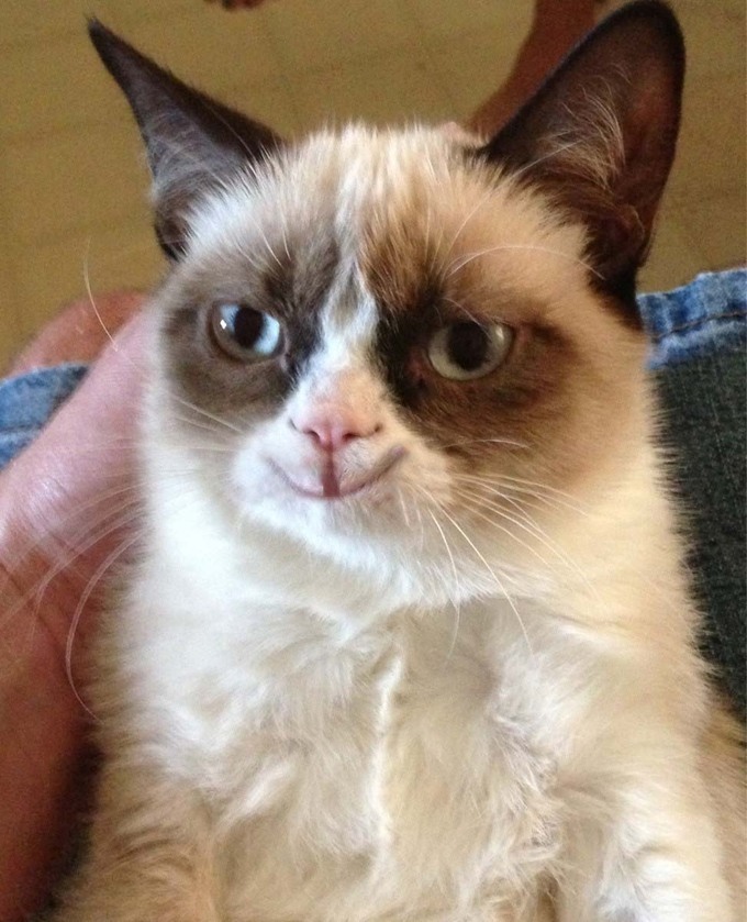 27810-Grumpy-Cat-is-happy-vjxK