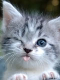 Bilder-Thread tumblr lpsdcgc4NA1qiem0yo1 250