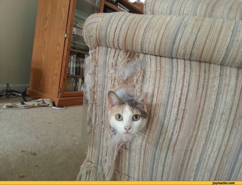 Bilder-Thread cats-repair-750647.jpeg