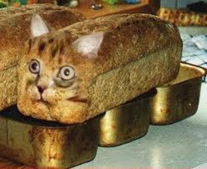 sowhats-your-cats-bread