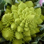 Brassica romanesco-150x150