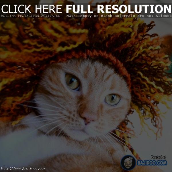 Cats-in-Hats-Caps-funny-pets-kitten-imag