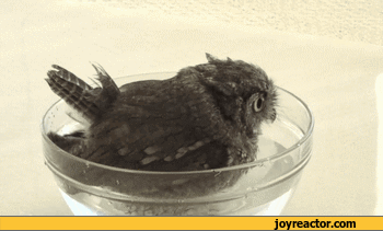 bath-water-owl-cute-1036184