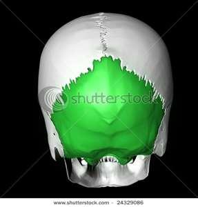 occipital bone1308172223985