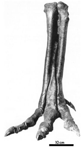 Alectrosaurus hindlimb