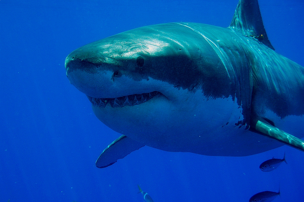 Was fasziniert den Menschen so am Weißen Hai ? - Allmystery