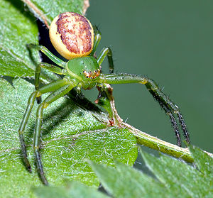 300px-Diaea dorsata 28aka29