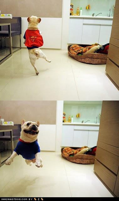 Bilder-Thread t7NSEAX funny-dog-pictures-super-frenchie