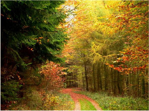 herbstwald