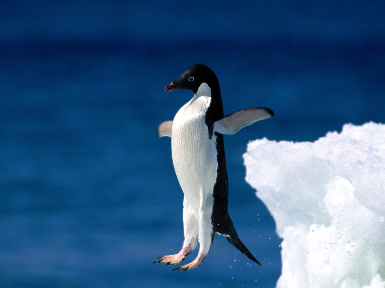 pinguin 05