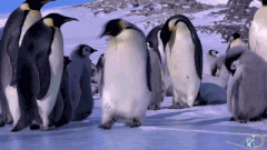 penguin-falling