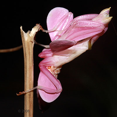 orchideenmantis-hymenopus-coronatus-1-ti