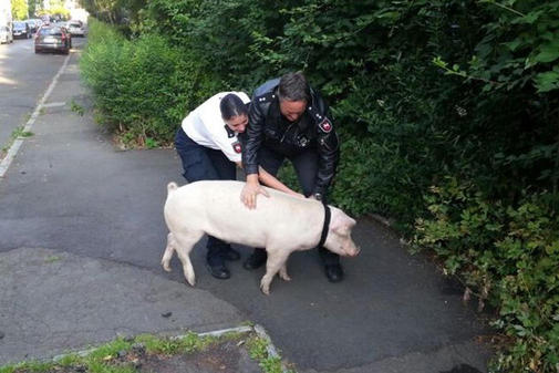 Polizisten-fangen-Schwein-auf-Reinhaeuse
