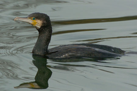 kormoran