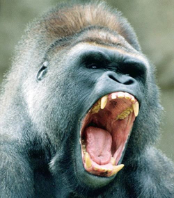 angry gorilla small