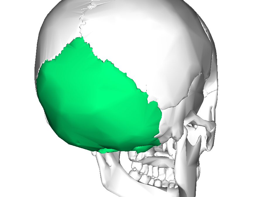 lg-Occipital bone lateral3-900x675