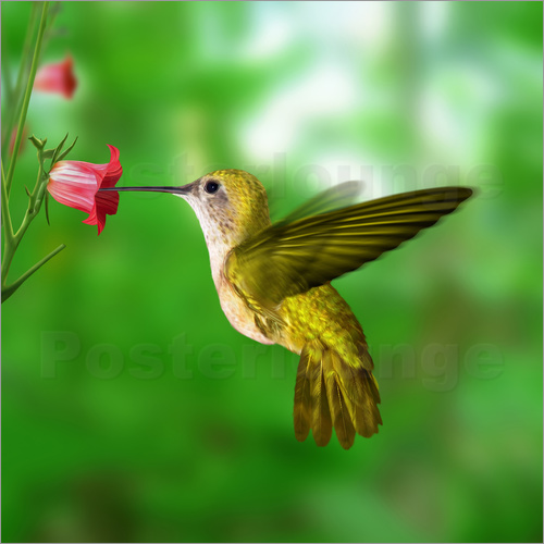 poster-kolibri-trinkt-nektar-aus-bluete-
