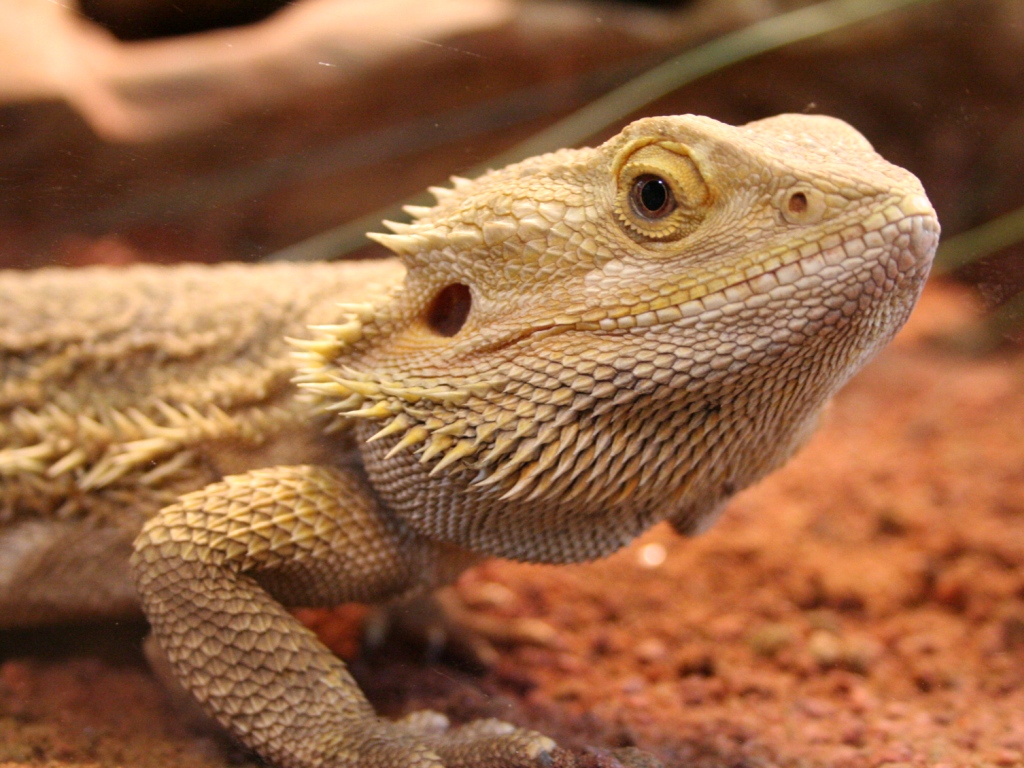 Der Reptilien- und Amphibien-Thread (Seite 3) - T7ce855af94b4 1024x768 Bartagame Gesicht Seitlich Erle