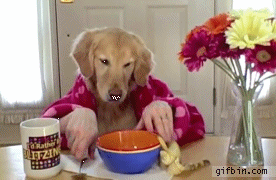 1285930793 dog-has-breakfast