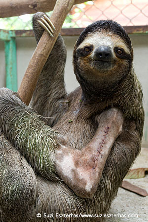 broken-arm-sloth
