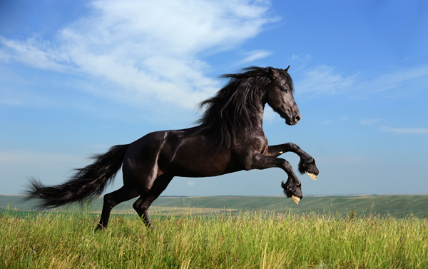 Bilder-Thread wild-horse