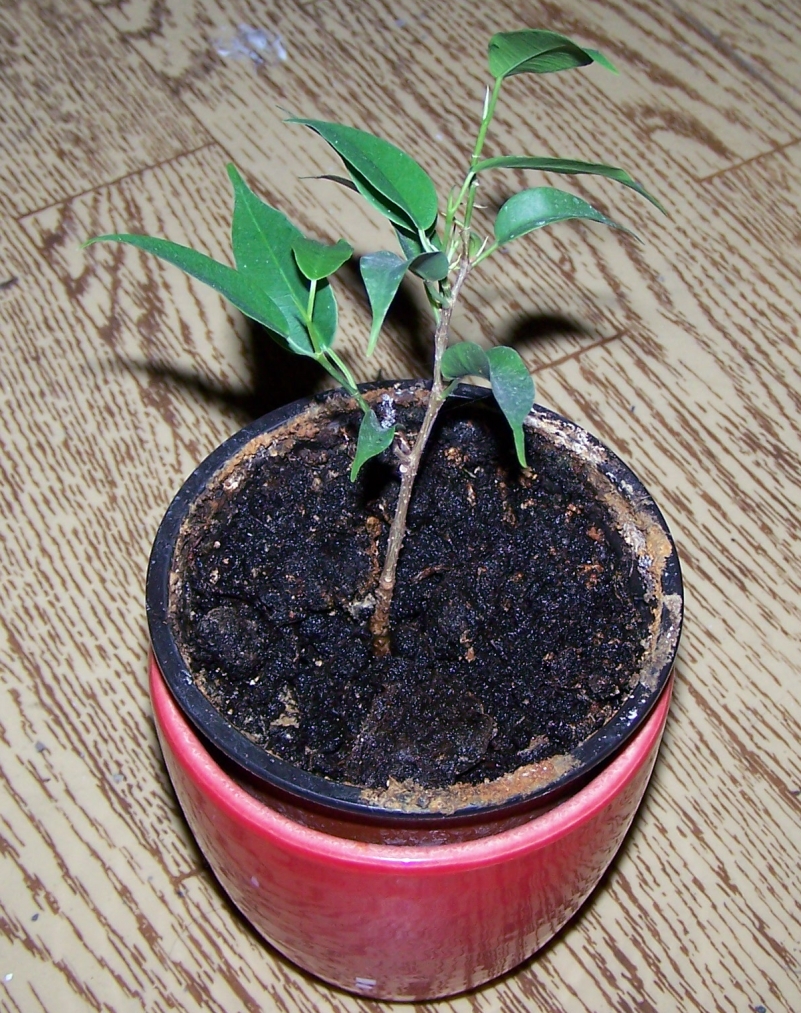 Bilder-Thread babybonsai2801010