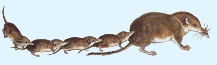 265 3 Feldspitzmaus