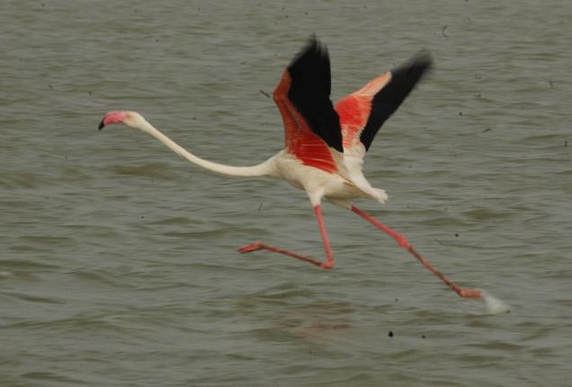 in27 flamingo 36701f