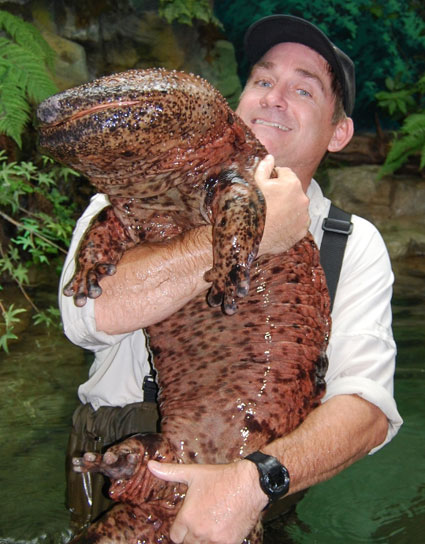 bb-japanese-giant-salamander