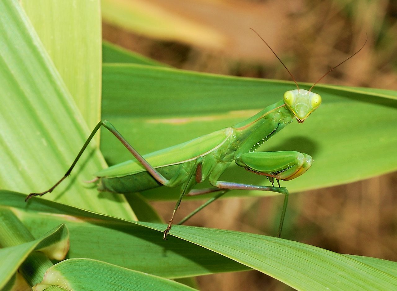 1280px Mantid August 2007 2