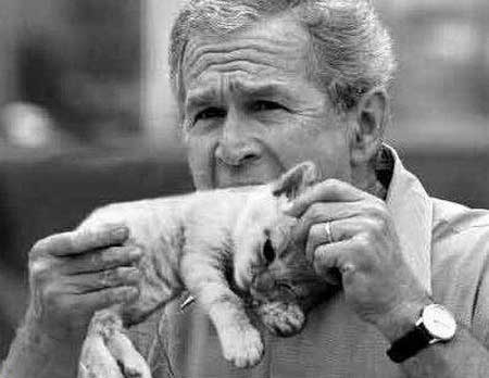 Bilder-Thread president bush eats kitten 1259