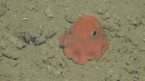 octopus-adoriblis-pacman-ghost-3