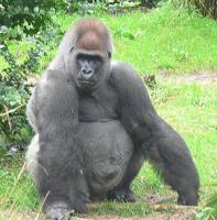 gorilla1