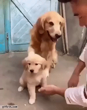 friendly-golden-retriever-protects-puppy