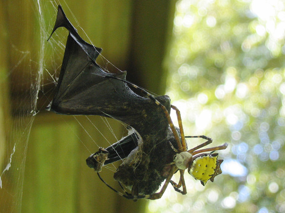 874a38 Spinne faengt Fledermaus